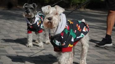 Cuidado mascotas frío 