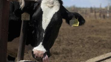 destaca IICA trabajo Mexico gusano barrenador.jpg