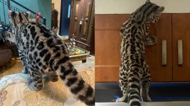 De acuerdo con el reporte oficial, un vecino de la colonia Paseo de las Lomas solicitó el apoyo de la Policía tras localizar al felino silvestre al interior de su domicilio