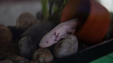 repite UNAM campana adopcion ajolote Xochimilco.jpg