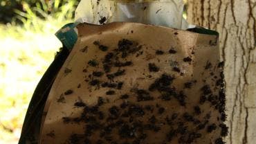 trampas artesanales contener gusano barrenador Chiapas.jpg