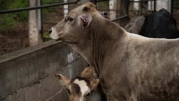 acusa PAN negligencia gusano barrenador.jpg