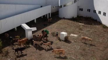 Albergue de animales