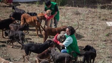 Las autoridades señalaron que el operativo se realizó tras documentarse condiciones críticas de hacinamiento, desnutrición, deshidratación y falta de atención veterinaria