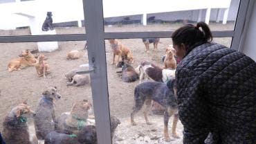 denuncian desacato judicial Refugio Franciscano.jpg