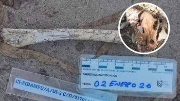 La Fiscalía capitalina informó que, de un conteo preliminar, al menos 798 animales presentaban afectaciones compatibles con maltrato, mientras que 21 animales murieron fuera del inmueble