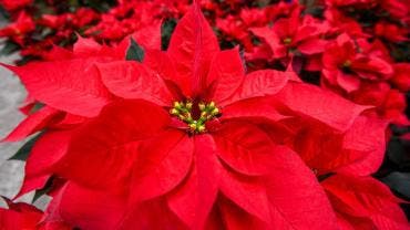 Sedema precisó que, para poder ser recibidos, los árboles y las nochebuenas deberán entregarse completamente limpios, sin cables, clavos, adornos, plásticos, papeles u otros residuos.