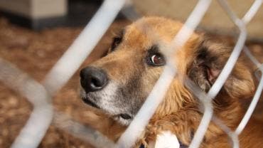 A las 12:25 horas, las puertas del predio fueron abiertas y representantes del Refugio Franciscano A.C. ingresaron para realizar un recorrido de inspección 