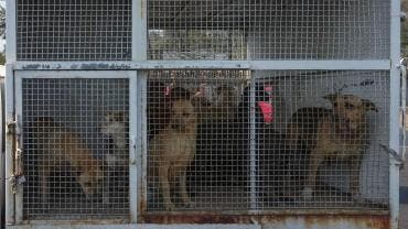 El Refugio Franciscano rechazó los señalamientos de maltrato animal en un comunicado y afirmó que sus cuidadores cuentan con años de experiencia,