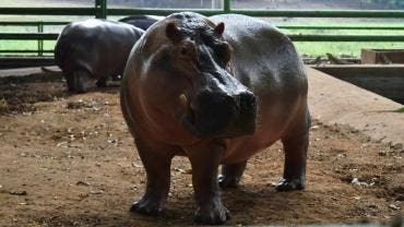 “Rufino”, un ejemplar macho de hipopótamo del Nilo 