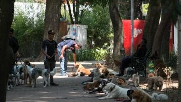 laguna legal traer perros usando celular.jpg