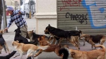 jauría salvaje de perros