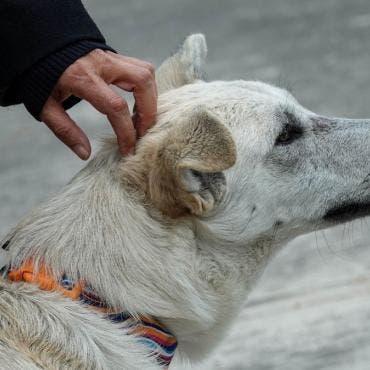 daran croquetas seis meses perros abandonados Basilica.jpg