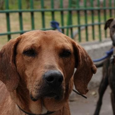 De acuerdo con diversos reportes, casi 300 perros fueron abandonados el año pasado en la zona. Muchos llegan con deshidratación, lesiones o sin posibilidad siquiera de moverse.