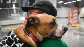 Metro impulsa adopción de animales rescatados