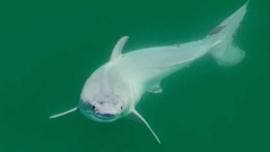 Tiburón blanco recién nacido