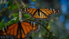 mariposa monarca Gloria Tavera