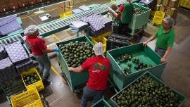 RV Fresh Foods Michoacan EU- T -MEC