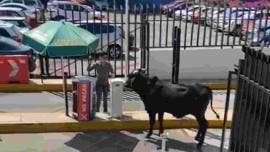 ¡Toro suelto en Universidad La Salle!