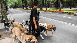 Congreso CDMX ley animales