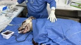 perros escobedo