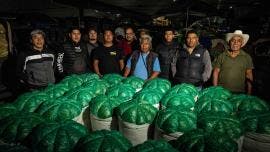 romeritos Mixquic Ceda