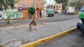 Zoologico San Juan de Aragon lobo