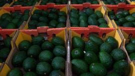 agro superavit Sader