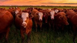 Virus de gripe aviar fue detectado en leche de vacas infectadas en EU: OMS