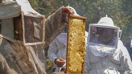 Indígenas Chiapas abejas