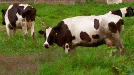 Vacas
