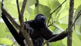 monos aulladores Chiapas Tabasco Semarnat