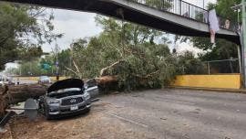 Rio Churubusco arbol auto CDMX