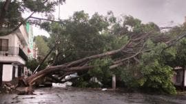 arbol cae Vasco Quiroga GAM