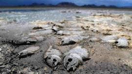 Falta de lluvia seca tres lagunas y mata miles de peces en Chihuahua 