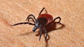 garrapatas mueren menores Nuevo Leon