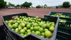 limon Michoacan paro productores