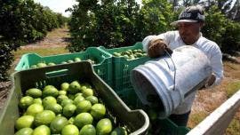 Limoneros de Michoacán ceden a pagar extorsiones al narcotráfico