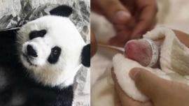 Nacen dos osos panda en cautiverio en Berlín
