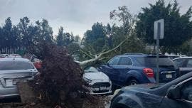 arbol cae FES Aragon lluvias