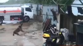 Perro ‘amarrado’ sale volando por fuertes vientos durante tormenta 