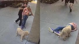  (video) Hombre noquea a anciana que paseaba a su perro