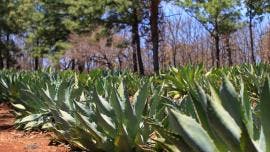 agave Mexico diversidad genetica