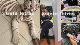 Autoridades de la CDMX investigan a mujer por la venta de cachorros de tigre blanco y otros delitos