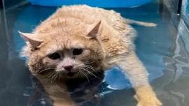 gato 