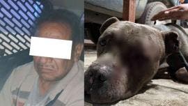 Rescatan en Ecatepec a perro que perdió un ojo tras ser golpeado con un tubo; el agresor fue detenido