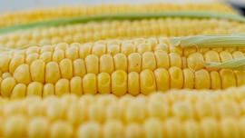 Estados Unidos gana disputa contra México sobre maíz transgénico 