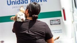 Aclara Benito Juárez que no es responsable de campaña que afectó a perros