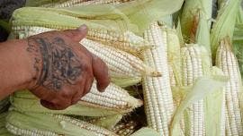 Campana Nacional Sin Maiz No Hay Pais maiz transgenico