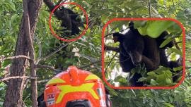 FOTOS  Oso aparece en patio de una casa en Santa Catarina, Nuevo León